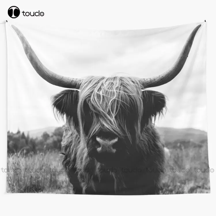 Scottish Highland Cattle - Bla - Photography Online review and price